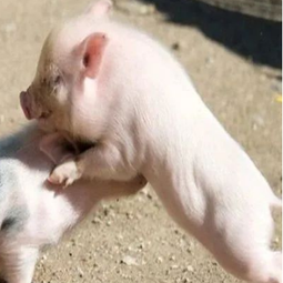 哺乳仔猪腹泻的防治