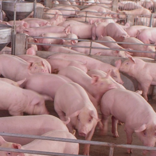 母猪产后消炎用药配方