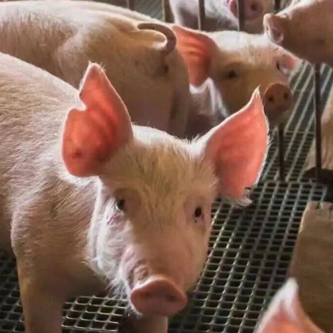 猪场B级苗的健康管理举措