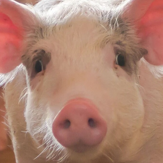 比检测早15天发现蓝耳波动？核心在于&ldquo;两条腿走路&rdquo;：数据预警，检测确认