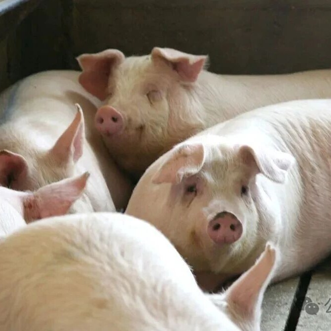 猪皮炎肾病综合症 鉴别和治疗！