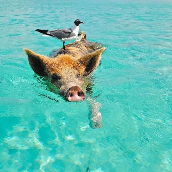   为何非洲猪瘟对母猪更致命，对小猪更温和？