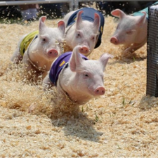 近期猪突然死亡、病死率100%，养猪人要注意了！