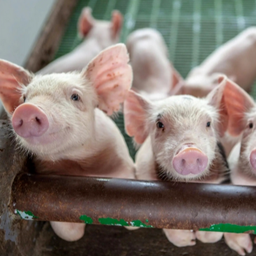 近期发生非瘟有几个发病规律和特点，作为养猪人要知道！