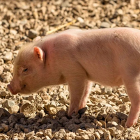 恩诺沙星在养猪中的妙用，正确使用药效增加数倍！