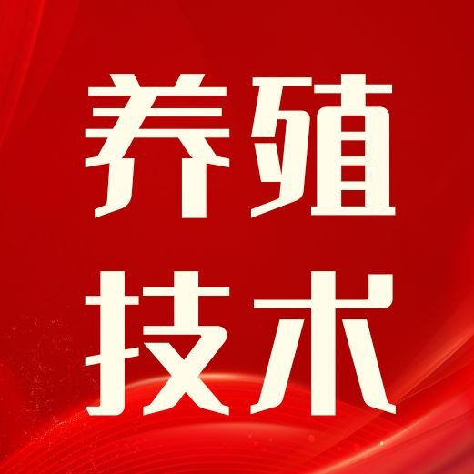 从受精卵到分娩：母猪子宫内的胎儿发育关键节点
