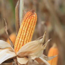 2026年第3周玉米、小麦、麸皮及次粉行情分析【龙昌动保特约】