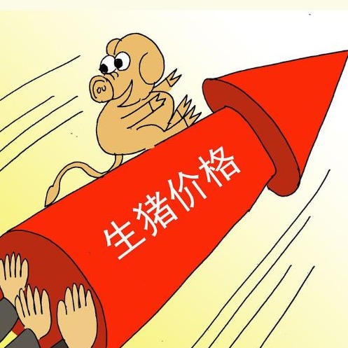 供需博弈下猪价偏强运行，13元/公斤关口能否站稳？