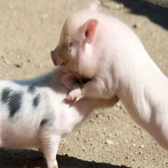 多数育肥猪突然跛行是何原因？