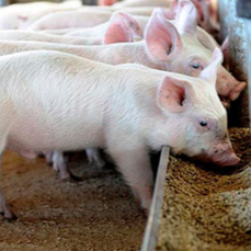 养猪微课堂 ▏僵猪形成的原因都有哪些？