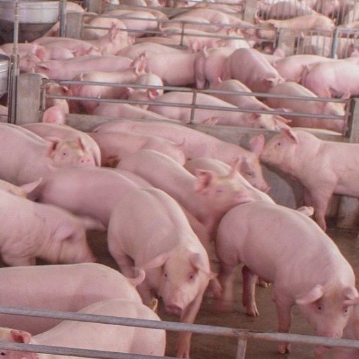 养猪微课堂| 影响育肥猪的营养需求因素有哪些？