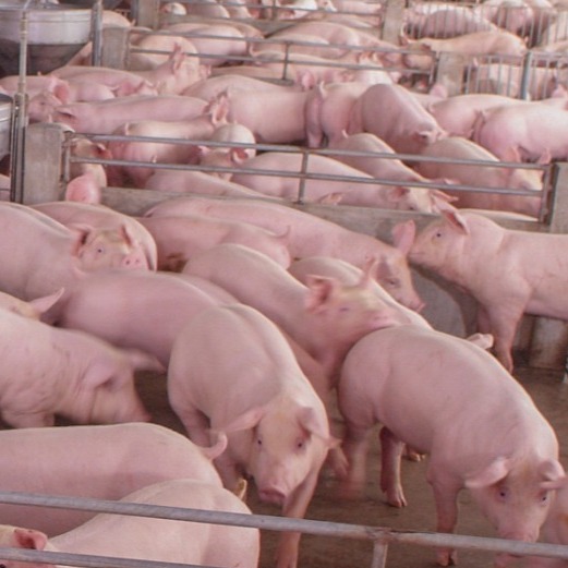 养猪微课堂|怎么通过观察判断饲料的好坏？