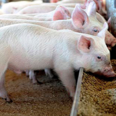 肥猪光吃不长，不是吃得不好？极有可能忽视了一些细节！