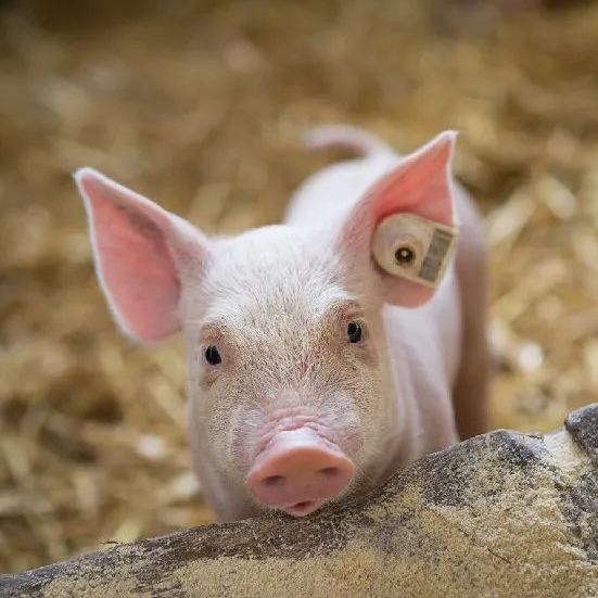 猪场必看！母猪7大高发问题汇总