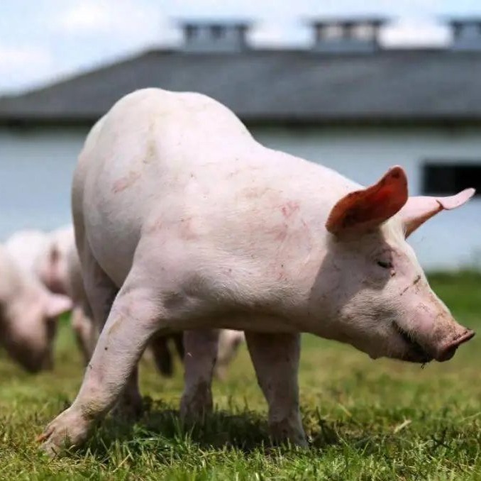 官宣！万亿猪市迎来最强调控！这一次，真的不一样了！