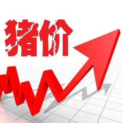 2026年1月19日全国猪价行情短评