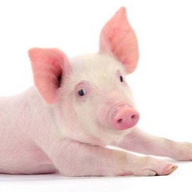 仔猪暴涨至300元/头！猪业冰火两重天，2026年猪价拐点在几月？