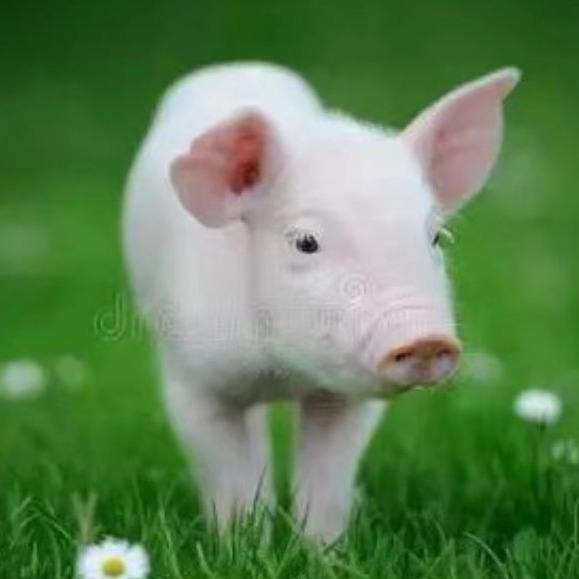 母猪妊娠期各阶段发育与饲养管理要点