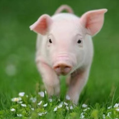 妊娠母猪繁殖规律与高产养殖指南