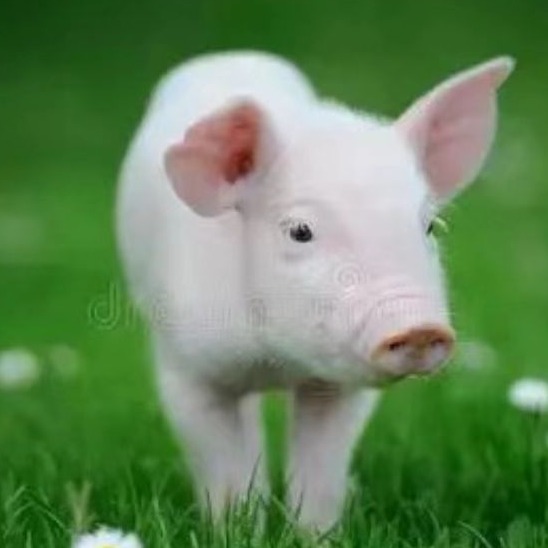 盐酸多西环素的临床运用与联合用药