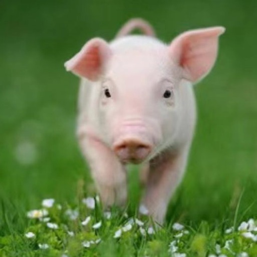   仔猪如何科学补铁