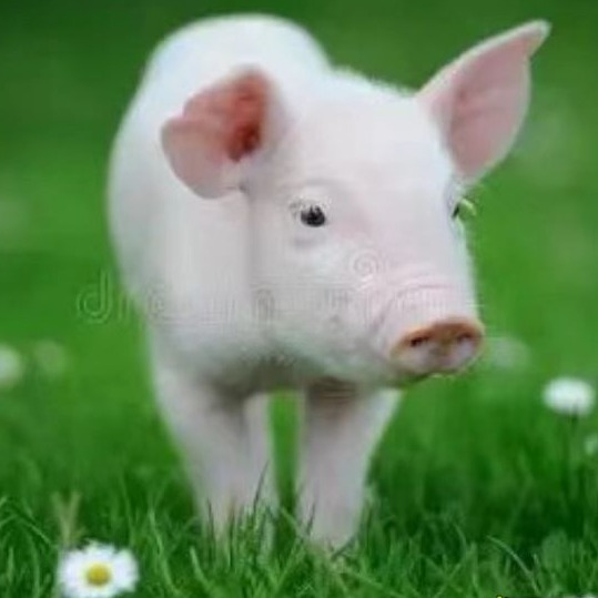 猪副猪嗜血杆菌合理用药方案