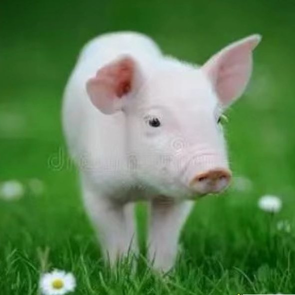 诱发育肥猪只咬尾因素及预防