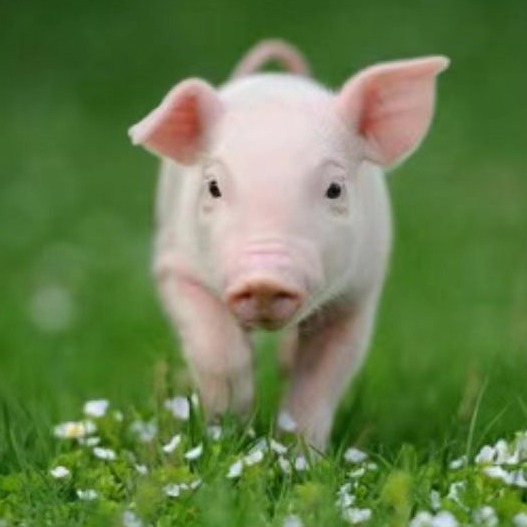   冬季猪场生物安全防控策略