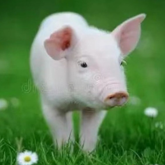 猪场环境控制对猪只各生长阶段的影响