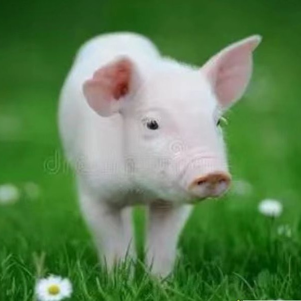  产房母猪管理要点