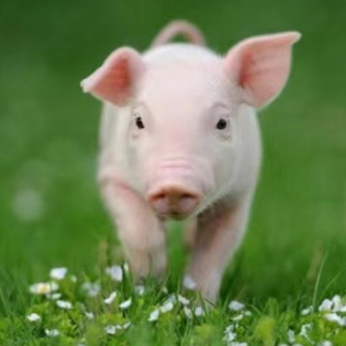 猪魏氏梭菌病的防控