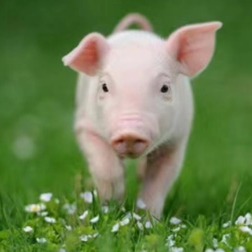 蓝耳防控策略：基于猪场条件的差异化选择&mdash;&mdash;净化与阳性稳定的权衡