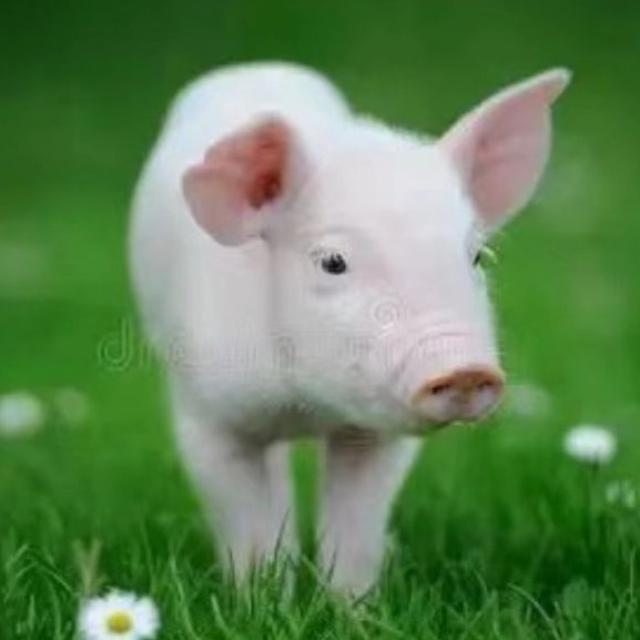 副猪嗜血杆菌病专项防控方案