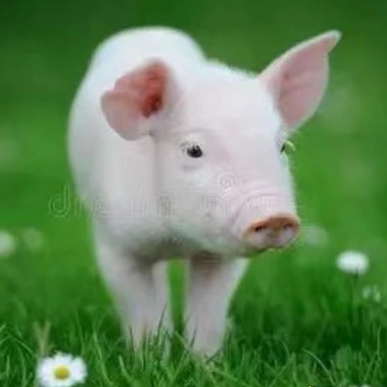 深部输精内管难插的背后，往往是这些操作误区