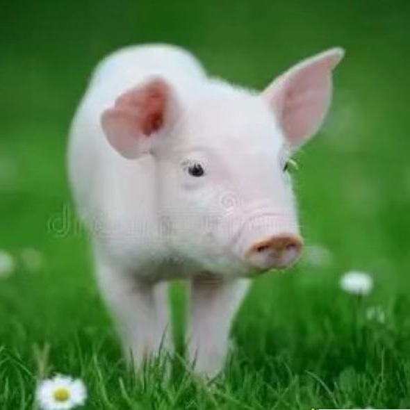 分娩舍清洗检查清单