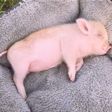 冷冷冷！寒潮来袭，养猪的朋友们这几点你做对了吗？                          