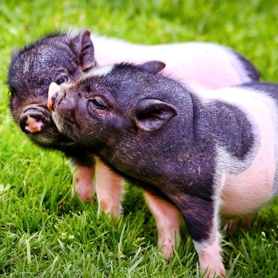 养猪新出路：少用药、猪健康、更赚钱