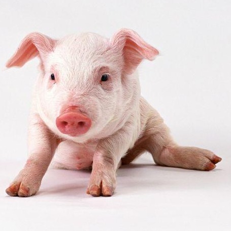 全国各地2026.1.20~明日最新猪价（猪价已更新！）