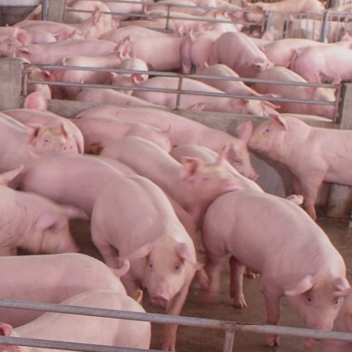 阿莫西林的药物相互作用和恩诺沙星中毒解法