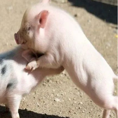 浅谈母猪缺乳症，以下方法建议收藏！