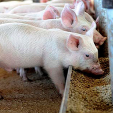 &ldquo;猪又喘又发烧怎么办？&rdquo; 有这个方案你就能搞定