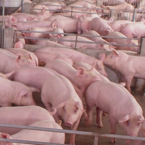 这几种猪病发作的&ldquo;导火索&rdquo;竟都是它，简直不可思议！