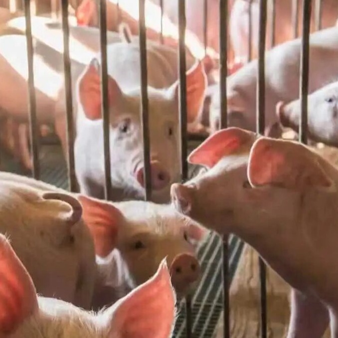 被称为猪场冷血杀手回肠炎，怎么治疗才不反复？