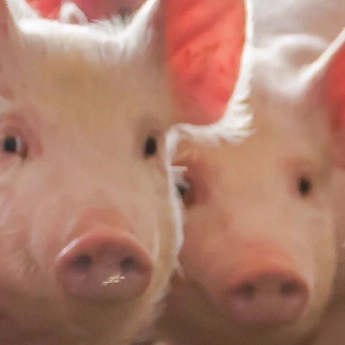 初生4日龄仔猪出现神经症状，案例分享＋防治方案