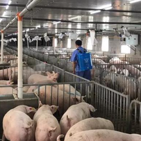 隔离、消毒、洗澡、稀释，关键在于科学认识与精准执行