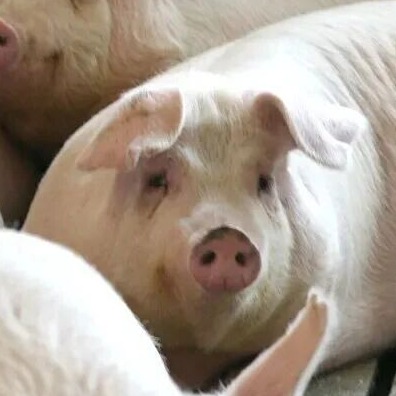 4种典型猪流感类型，附解决方案