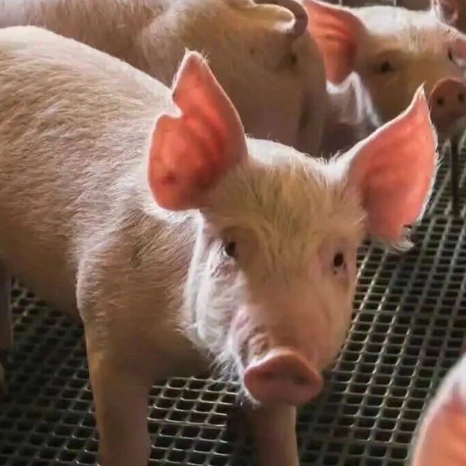 保育猪猪关节肿大，慢性跛行，试试这个治疗方案！