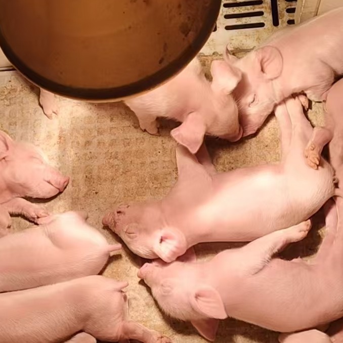 仔猪早期生理性脱水？