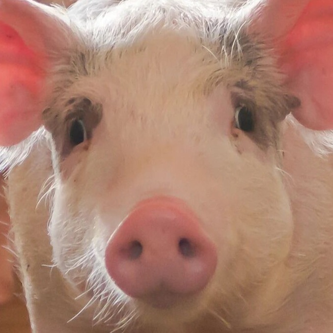 猪黄曲霉毒素中毒的症状及临床表现，如何防治？