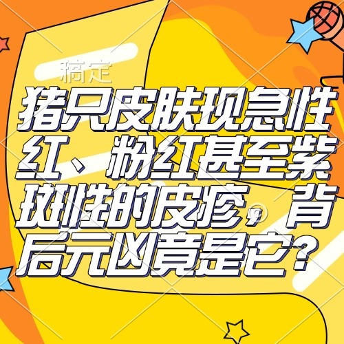 猪只皮肤现急性红、粉红甚至紫斑性的皮疹，背后元凶竟是它？